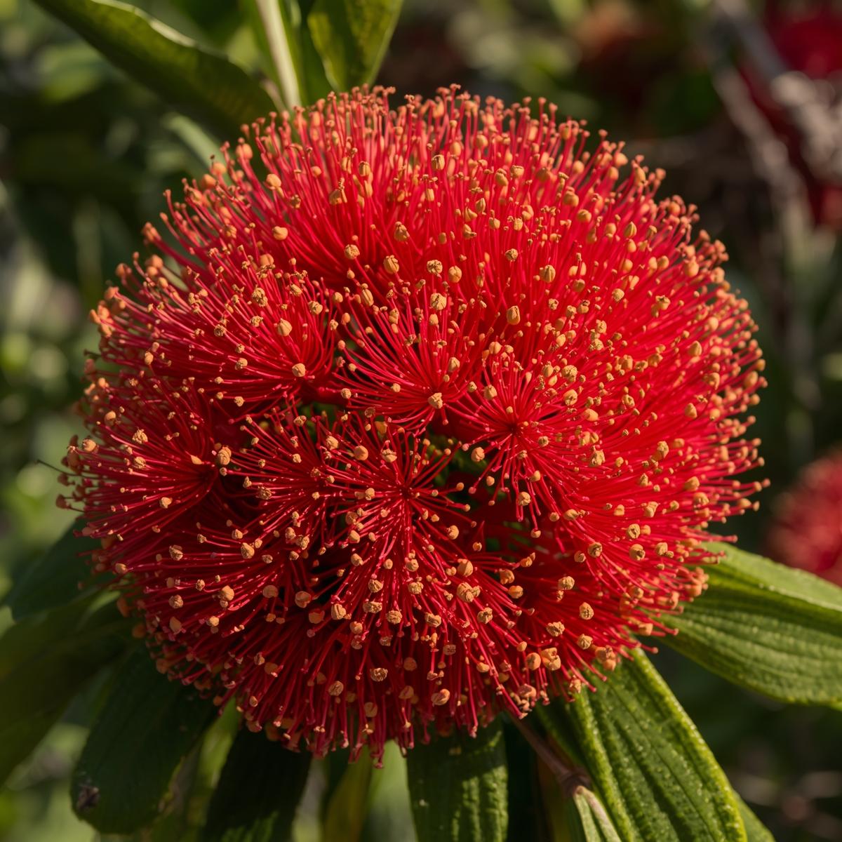 Pohutukawa flowers in bloom